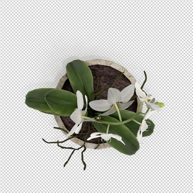 PSD 等尺性植物3 dレンダリング