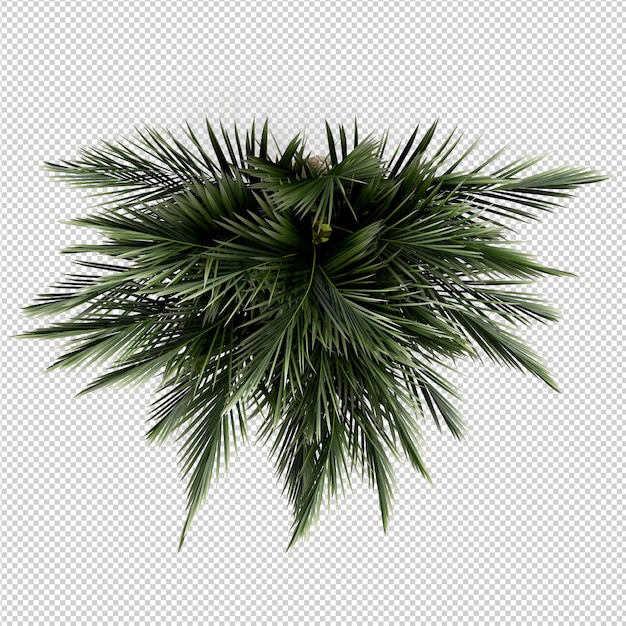 等尺性植物3 Dレンダリング