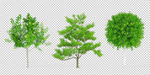 Isometric plants 3d rendering