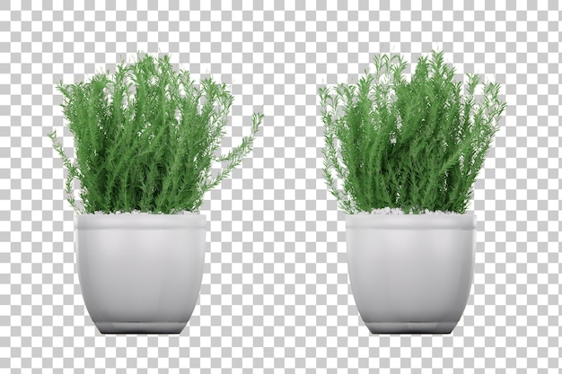 Isometric potted plant 3d rendering