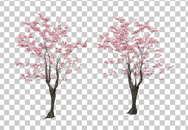 PSD isometric sakura tree 3d rendering