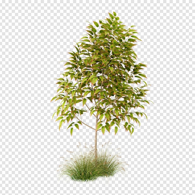 PSD isometric tree in 3d rendering