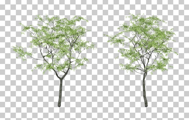 Isometric tree plant 3d rendering