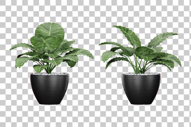 Isometric tropical plant pot 3d rendering