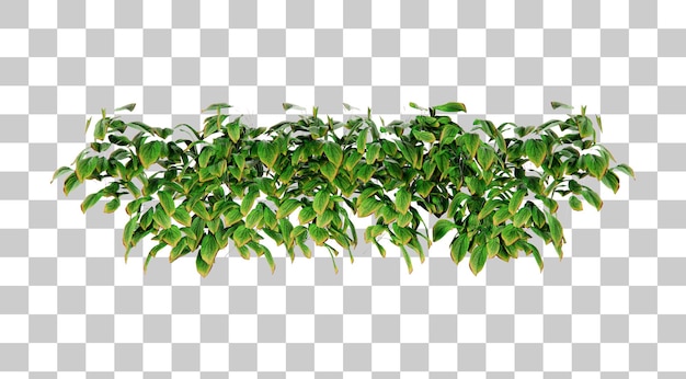 Isometric vines plant 3d rendering