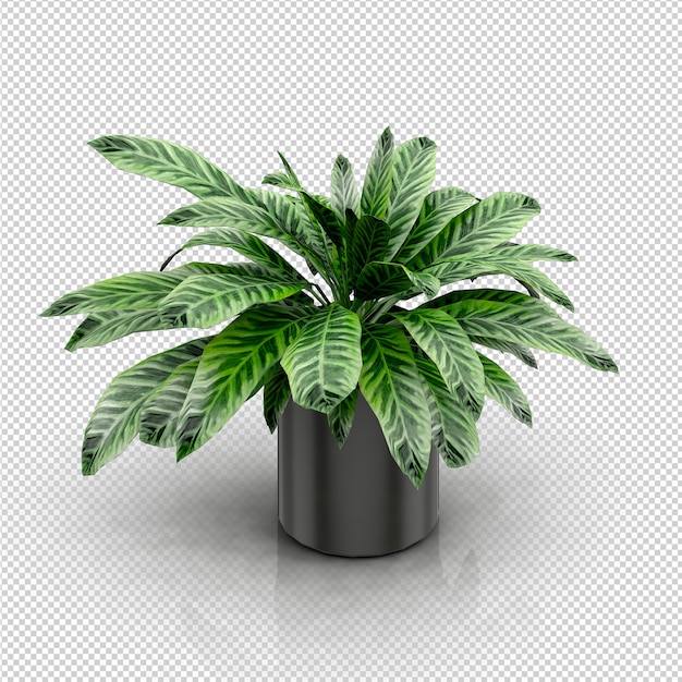 Isometrische plant 3d-rendering