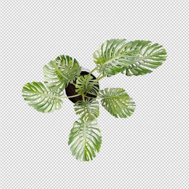 Isometrische plant 3d-rendering