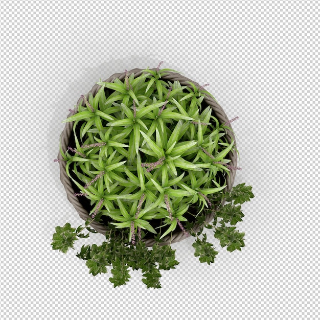 Isometrische Plant 3D-rendering