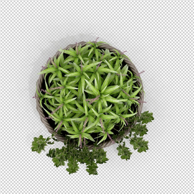 Isometrische plant 3d-rendering