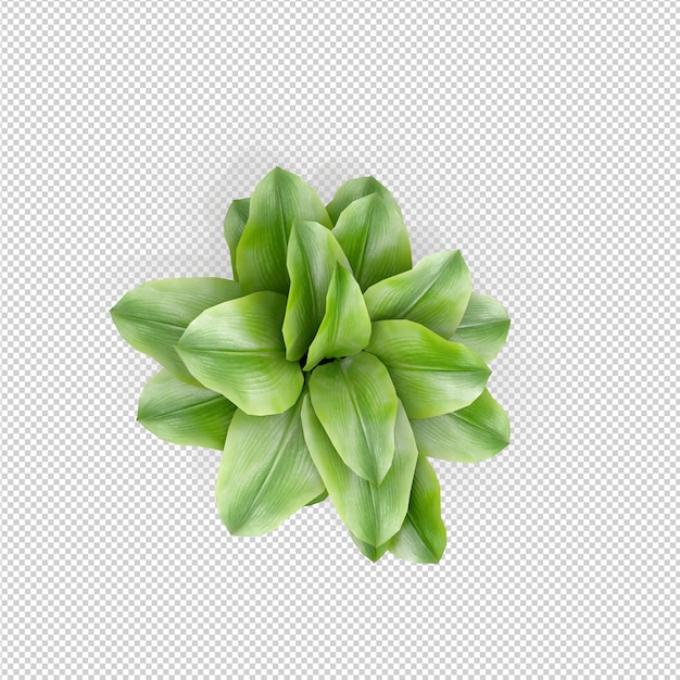 Isometrische plant 3d-rendering