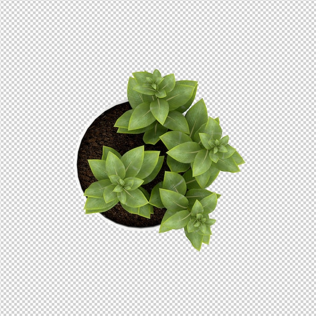 Isometrische plant 3d-rendering