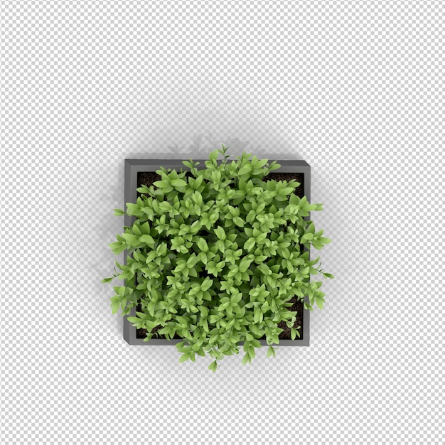 Isometrische plant 3d-rendering