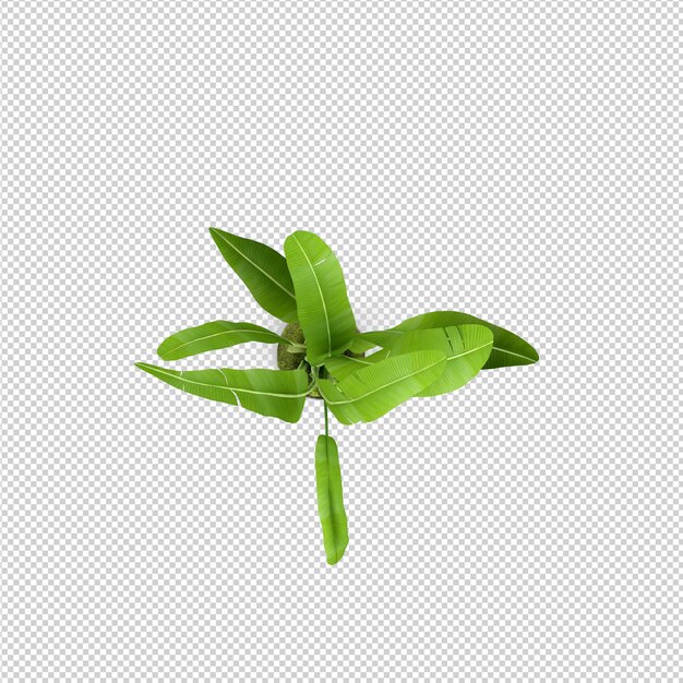 Isometrische plant 3d-rendering