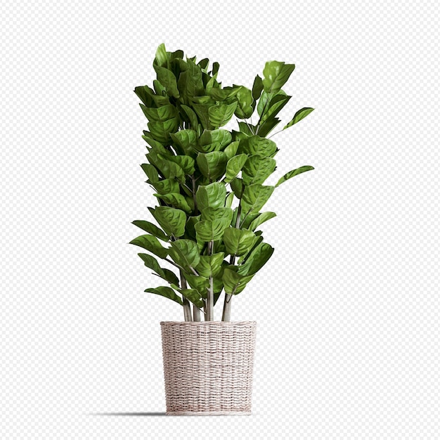 PSD isometrische plant in mand in 3d-rendering