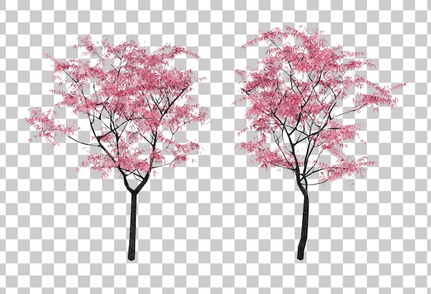 Isometrische sakura boom 3d-rendering