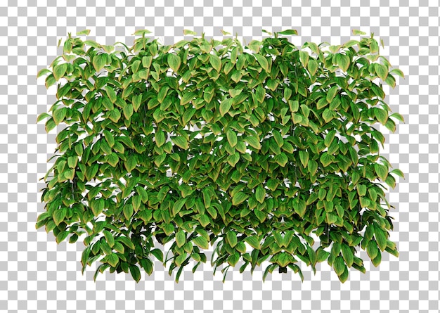 Isometrische wijnstokken plant 3D-rendering