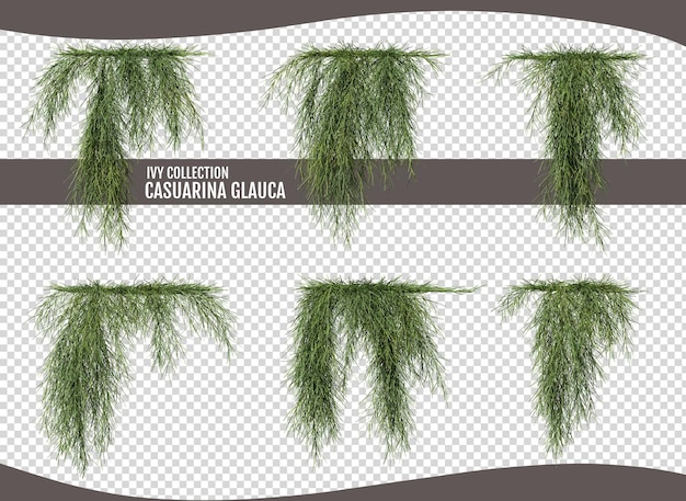 Ivy casuarina glauca on a transparent background