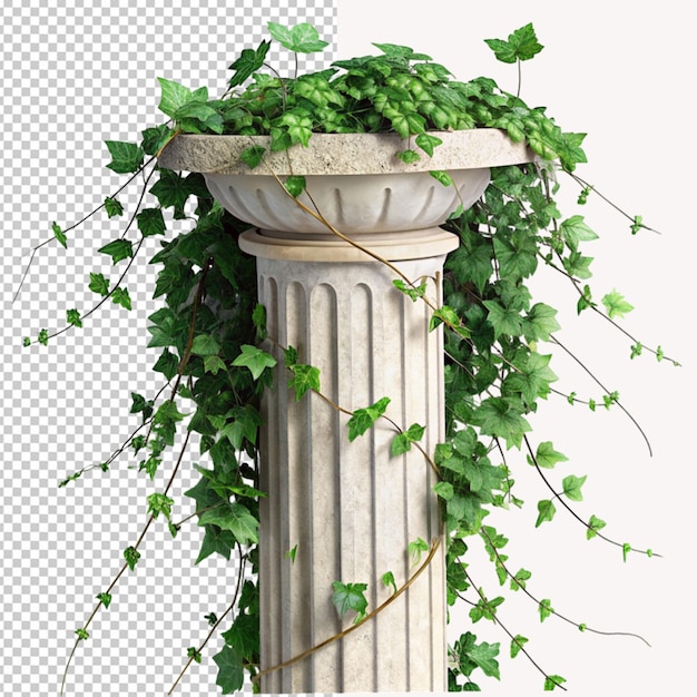 PSD ivy on marble pillar on transparent background