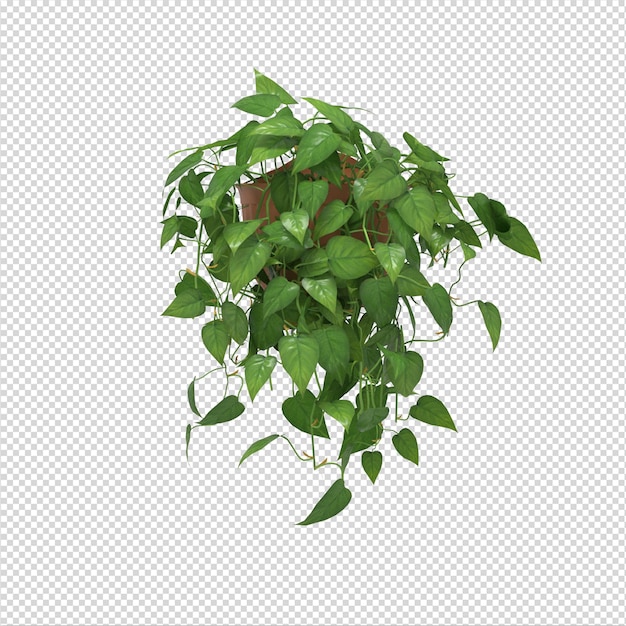 PSD ivy plant haging