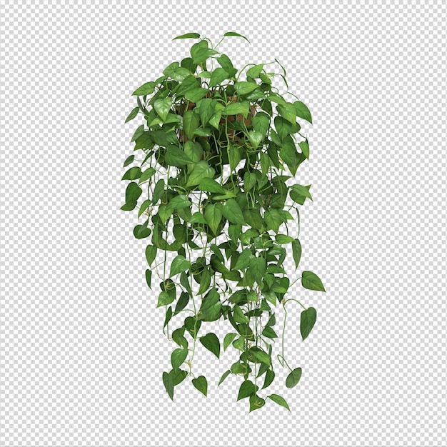 PSD ivy plant haging