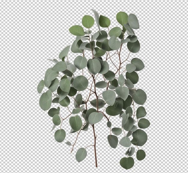 PSD ivy plant hanging transparent background realistic