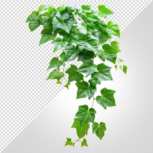 PSD ivy plant isolated png