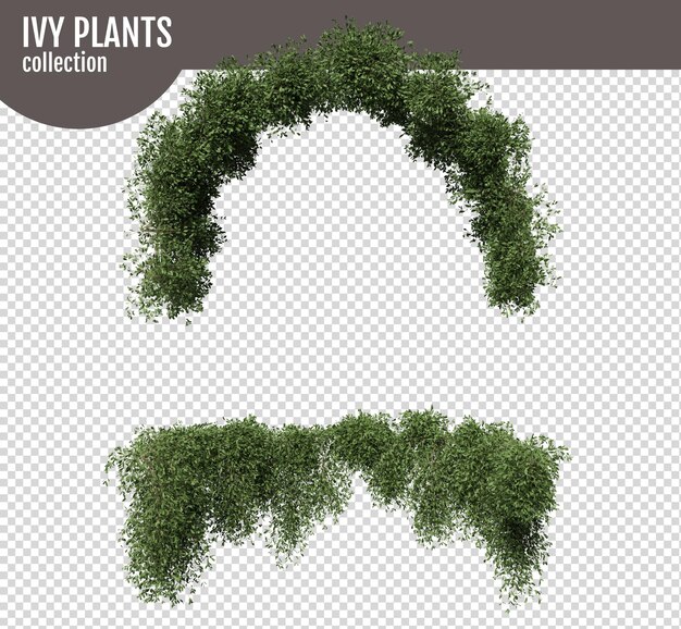 PSD ivy on a transparent background