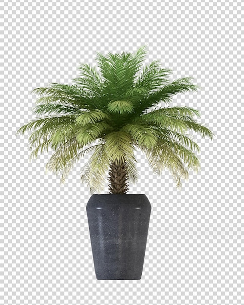 Izolowana palma w doniczce w renderowaniu 3d