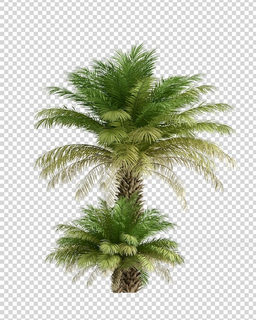 Izolowana palma w renderowaniu 3d