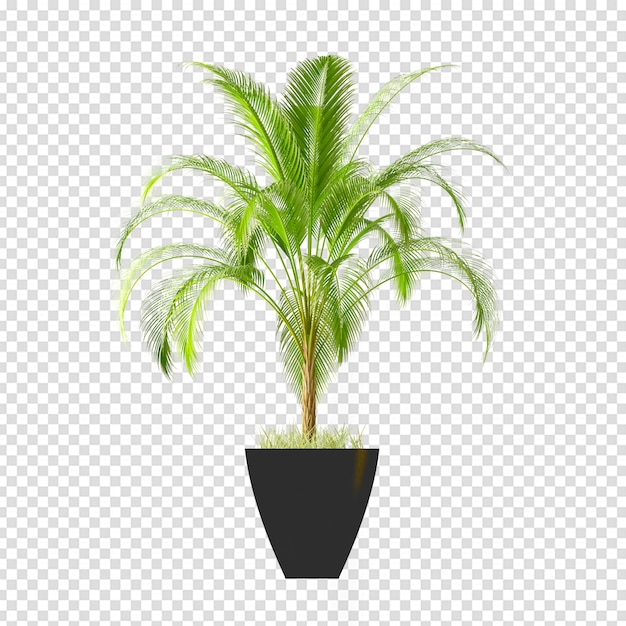 Izolowana roślina w renderowaniu 3d