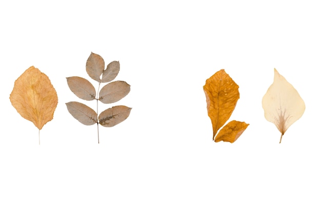PSD izolowane elementy liści jesiennych
