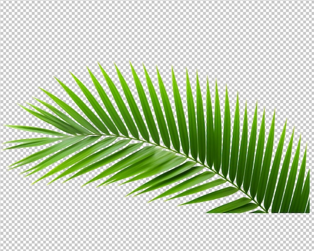 Izolowane Liście Palmy Kokosowej Dekorują Na Przezroczystym Tle