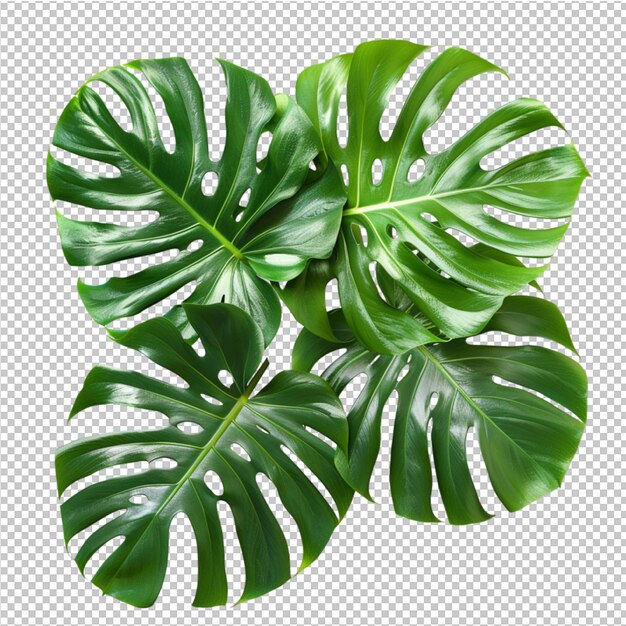 Izolowane Liście Tropikalne Monstera Deliciosa