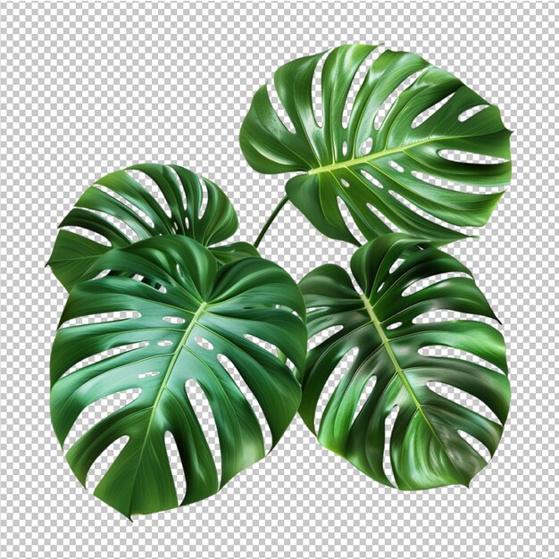 Izolowane Liście Tropikalne Monstera Deliciosa