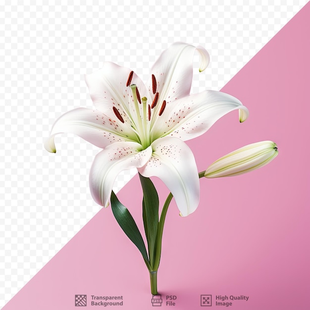 PSD izolowany jasnoróżowy i biały kwiat lilii