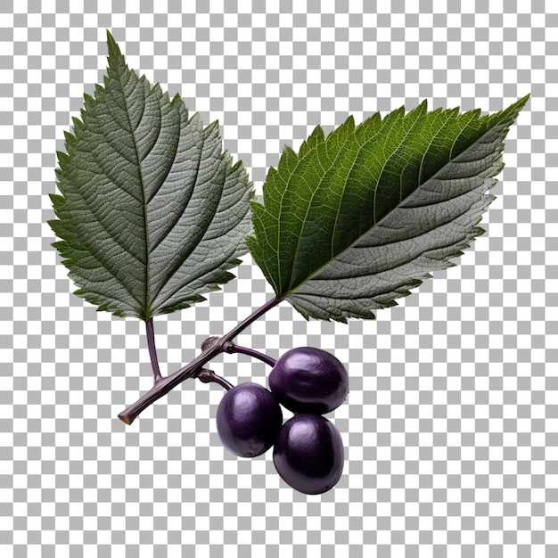 PSD jabuticaba leaf on transparent background