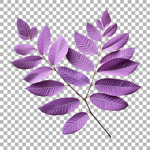 PSD jacaranda leaf on transparent background