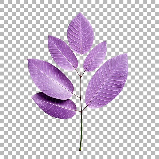 PSD jacaranda leaf on transparent background