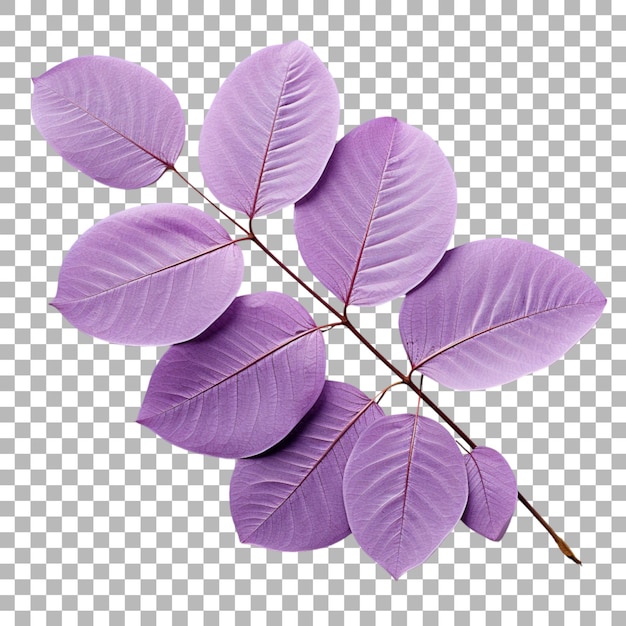 PSD jacaranda leaf on transparent background