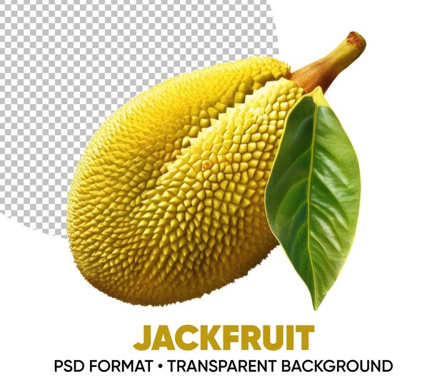 PSD jackfruit przezroczyste tło