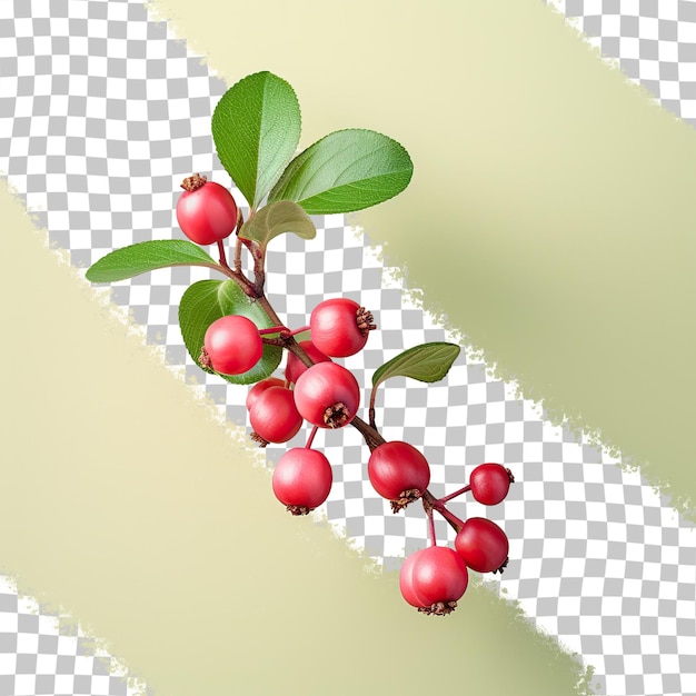 PSD jagody zwane lingonberry