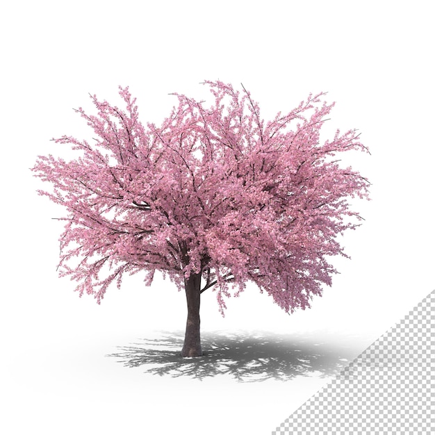 PSD japanese cherry tree png