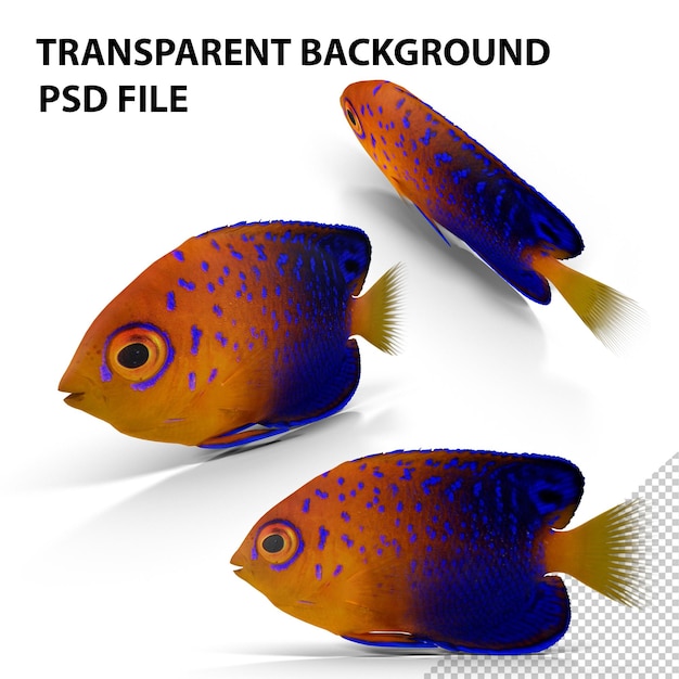 PSD japoński angelfish png