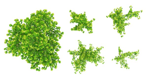 Japońskie drzewa klonowe z przezroczystym tłem 3D dla ilustracji kompozycji cyfrowej