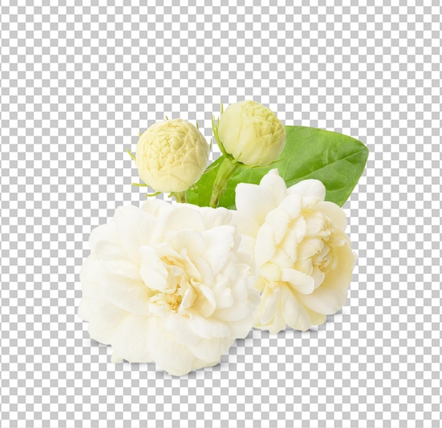 PSD 白い背景に分離されたジャスミンの白い花これはクリッピングパスを持っていますジャスミンの写真は完全な被写界深度を積み重ねました