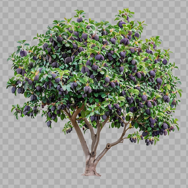 PSD java plum tree with round dense canopy medium sized tree dar isolated clipart png psd no bg