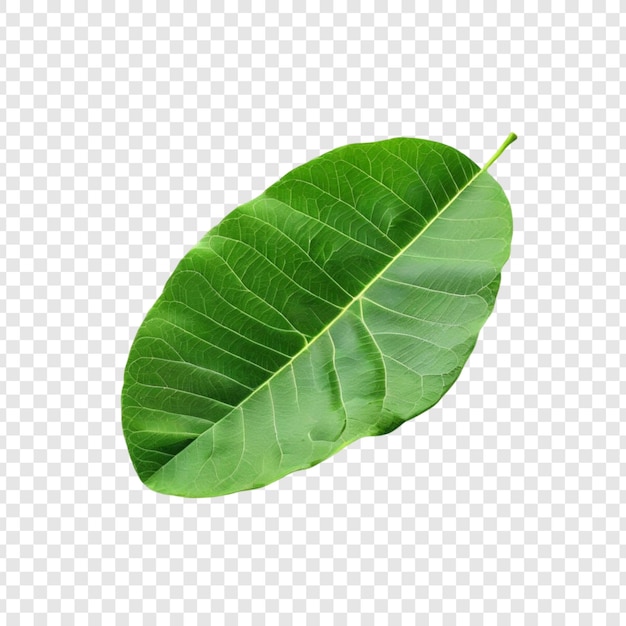 Jednoskrzydłowe zielone liście Botanika Natura Roślina Flora Roślinność Ekologia Biologia Liście Fotogr