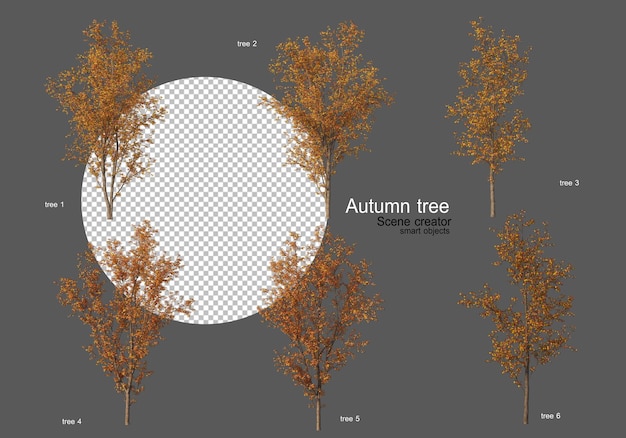 Jesienne Drzewa Różne Rodzaje Wiele Kształtów