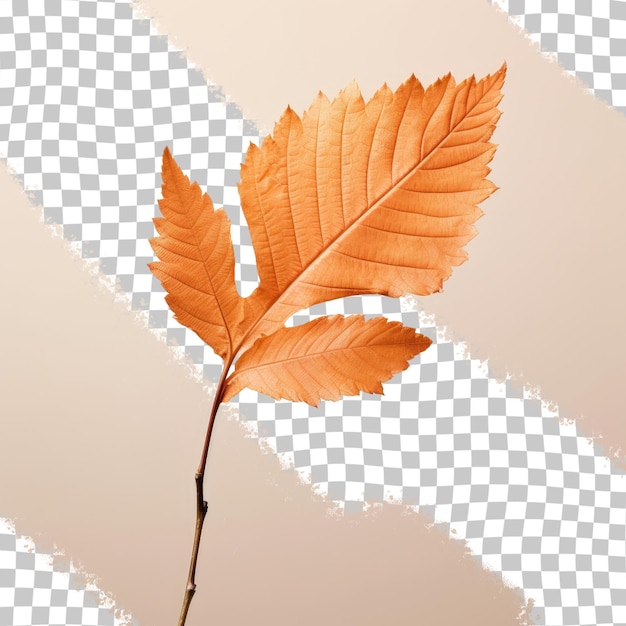 PSD jesienny liść z bliska na przezroczystym tle