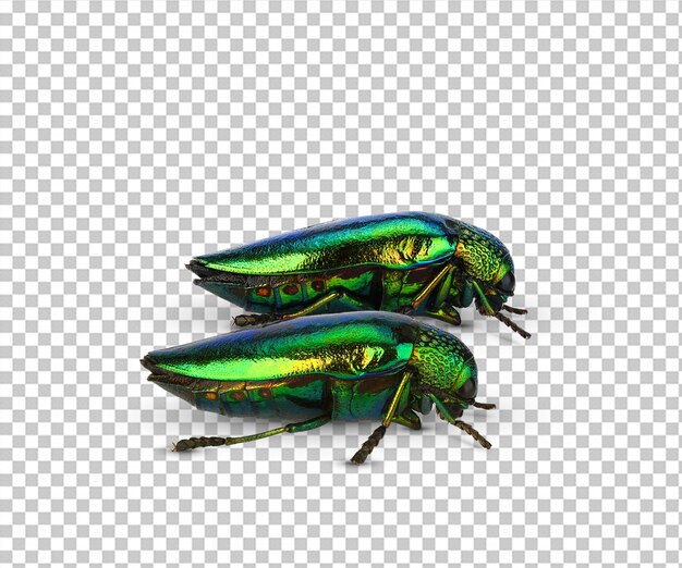 PSD jewel beetle buprestidae op witte achtergrond